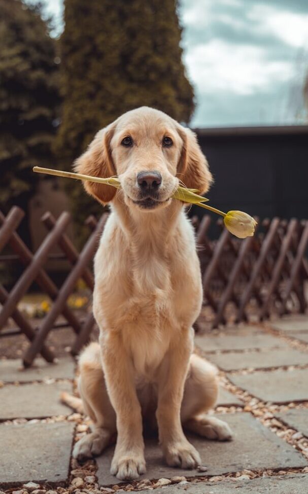 yellow Labrador retriever biting yellow tulip flower