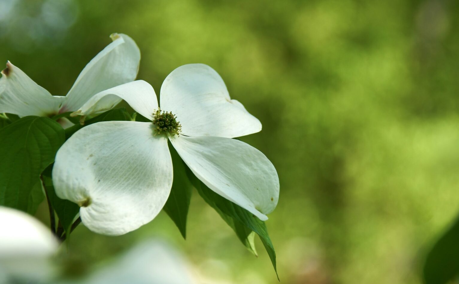 a close up of a white flower on a tree